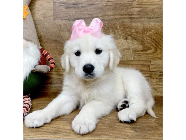 Golden Retriever-DOG-Female-Cream-9027-Petland Athens, OH