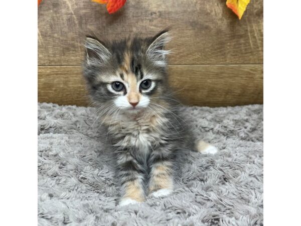 American Mediumhair-CAT-Female-Calico-9028-Petland Athens, OH