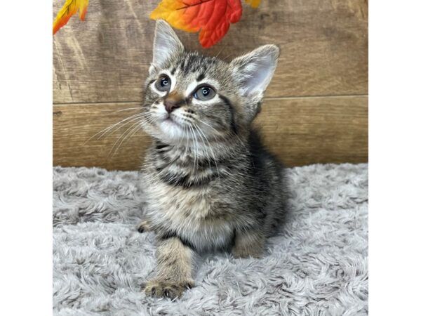 American Mediumhair CAT Female Tabby 9029 Petland Athens, OH