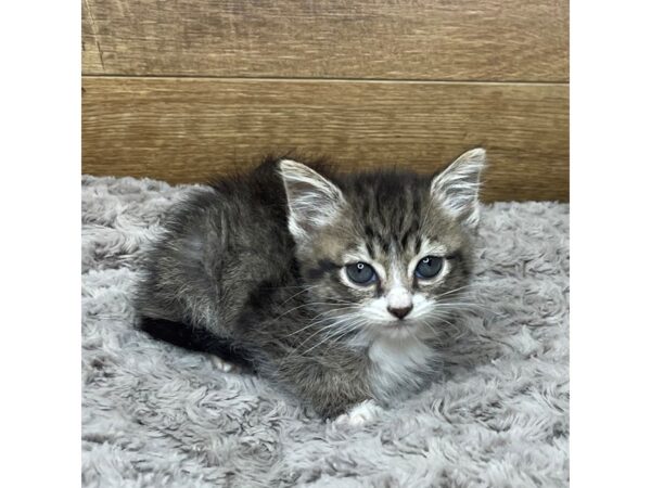 American Mediumhair-CAT-Female-Tabby-9030-Petland Athens, OH