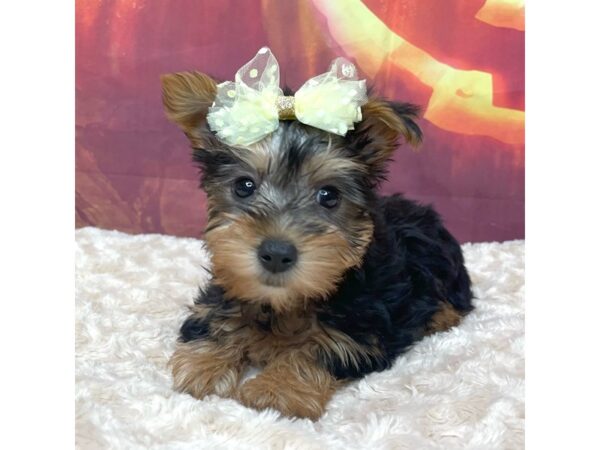 Silky Terrier DOG Female Black / Tan 9036 Petland Athens, OH