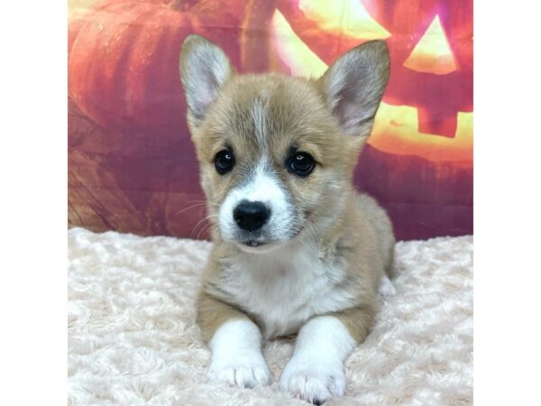 Pembroke Welsh Corgi-DOG-Male-Red Sable-9035-Petland Athens, OH