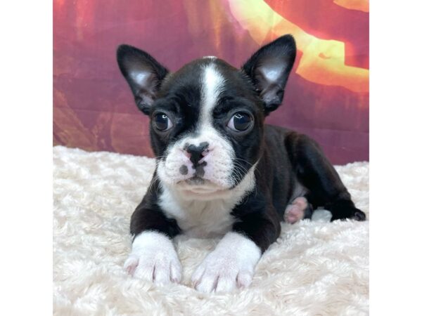 Boston Terrier-DOG-Male-Brindle / White-9034-Petland Athens, OH