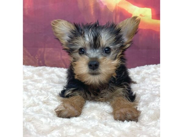 Silky Terrier DOG Male Black / Tan 9033 Petland Athens, OH