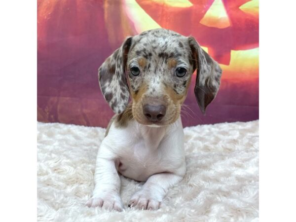 Dachshund DOG Female Chocolate / Tan 9032 Petland Athens, OH