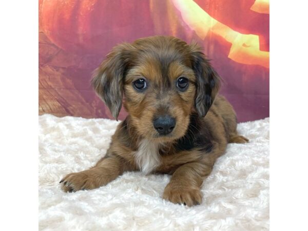 Dachshund DOG Male Red 9031 Petland Athens, OH