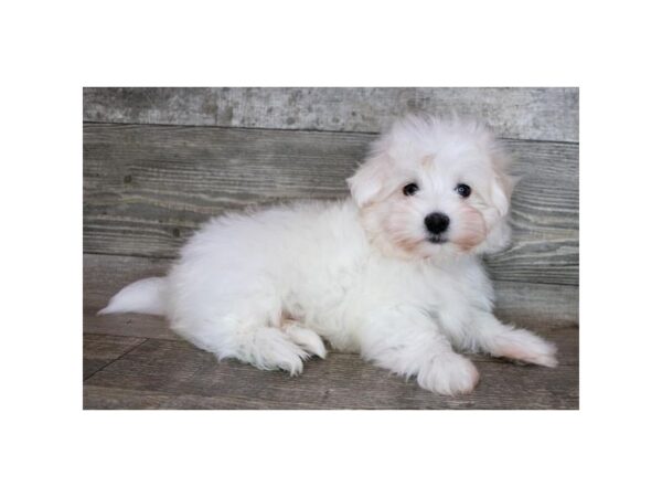 Maltese DOG Male White 9040 Petland Athens, OH