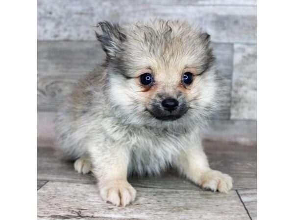 Pomeranian DOG Male Orange Sable 9042 Petland Athens, OH