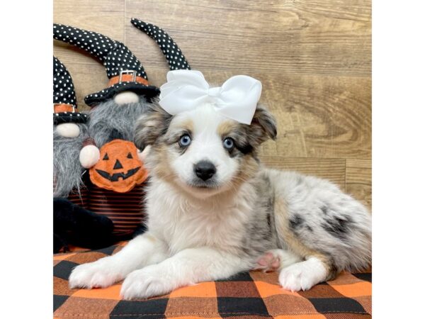 Australian Shepherd DOG Female Blue Merle 9044 Petland Athens, OH