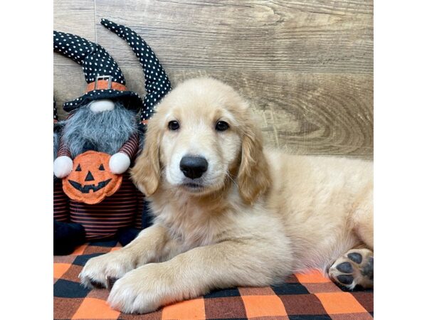 Golden Retriever-DOG-Male-Golden-9039-Petland Athens, OH