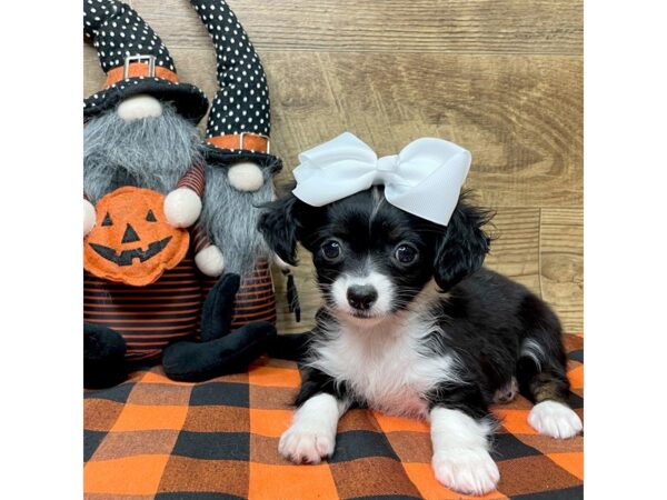 Chihuahua-DOG-Female-Black / White-9038-Petland Athens, OH