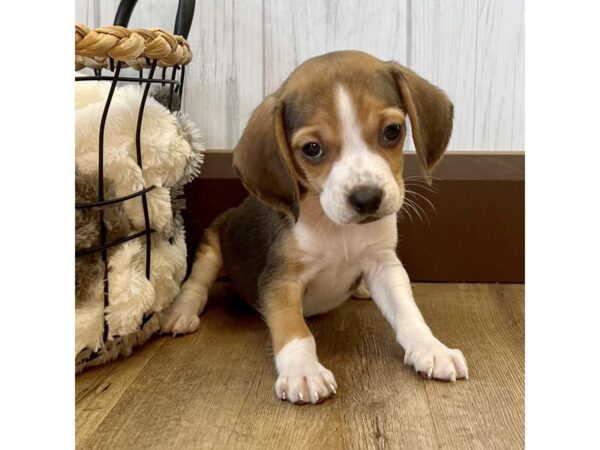 Beagle DOG Female Black White / Tan Petland Athens, OH