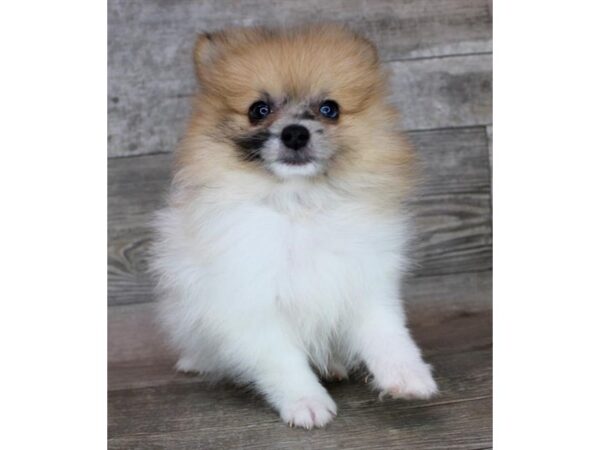 Pomeranian-DOG-Male-Orange-9052-Petland Athens, OH