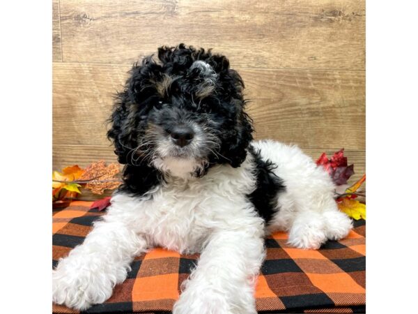 Bernedoodle Mini 2nd Gen DOG Male Black White / Tan 9055 Petland Athens, OH