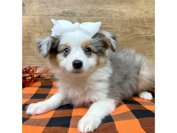 Australian Shepherd DOG Female Blue Merle 9054 Petland Athens, OH