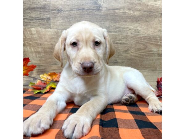 Labrador Retriever DOG Male Yellow 9051 Petland Athens, OH