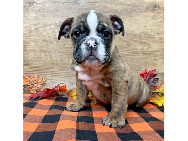 Bulldog DOG Male Red Brindle 9050 Petland Athens, OH