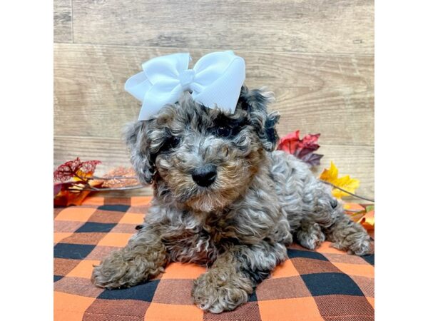 Poodle Mini-DOG-Female-Blue Merle-9049-Petland Athens, OH