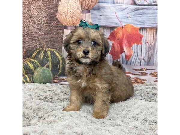 ShizaPoo DOG Female Sable 9063 Petland Athens, OH