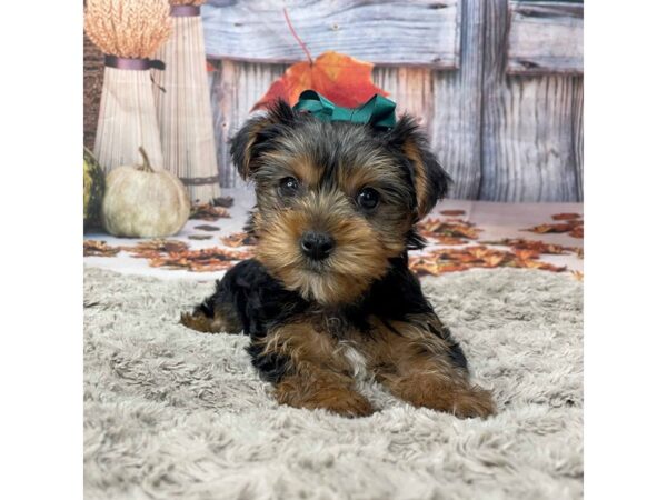 Yorkshire Terrier DOG Female Black / Tan 9062 Petland Athens, OH