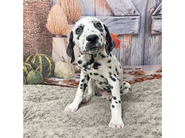 Dalmatian DOG Female White / Black 9061 Petland Athens, OH