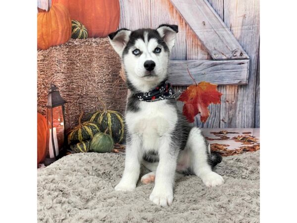 Siberian Husky DOG Male Black / White 9060 Petland Athens, OH