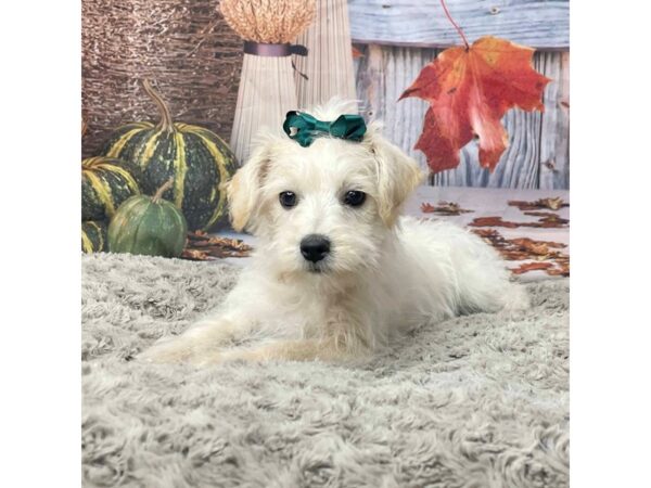 Schnoodle DOG Female Cream 9059 Petland Athens, OH