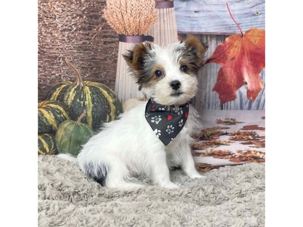 Yorkshire Terrier DOG Male 9058 Petland Athens, OH