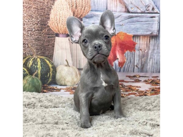 French Bulldog DOG Female Blue 9057 Petland Athens, OH