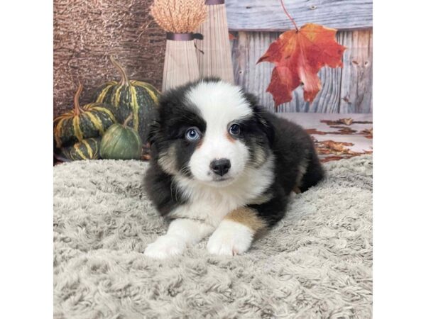 Australian Shepherd DOG Female Tri-Colored 9056 Petland Athens, OH