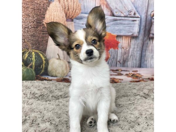 Papillon-DOG-Female-Red White / Sable-9048-Petland Athens, OH