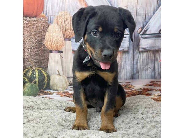 Rottweiler-DOG-Male-Black / Tan-9046-Petland Athens, OH