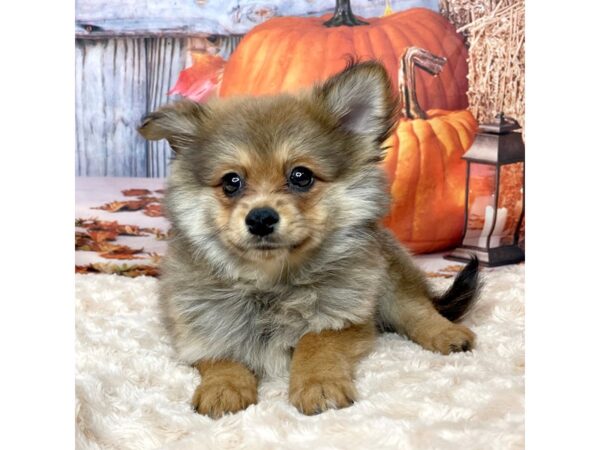 Pomeranian DOG Female Brown / Black 9073 Petland Athens, OH