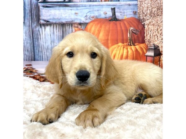 Golden Retriever DOG Male Red 9081 Petland Athens, OH