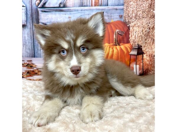 Pomsky DOG Male Chocolate & tri 9080 Petland Athens, OH