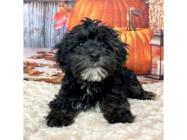 Yorkiepoo DOG Male Black 9079 Petland Athens, OH