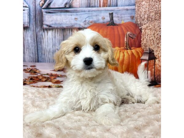 Cavachon-DOG-Female-Blenheim-9078-Petland Athens, OH