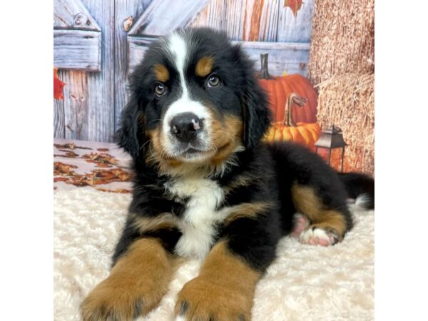 Bernese Mountain Dog DOG Male Tri color 9077 Petland Athens, OH