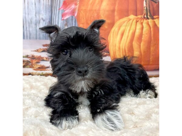 Miniature Schnauzer DOG Male Black 9076 Petland Athens, OH