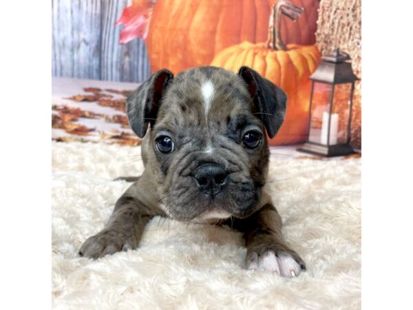 Frenchton DOG Male Blue Merle 9075 Petland Athens, OH