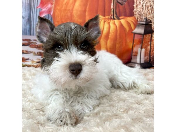 Miniature Schnauzer DOG Male White / Chocolate 9072 Petland Athens, OH