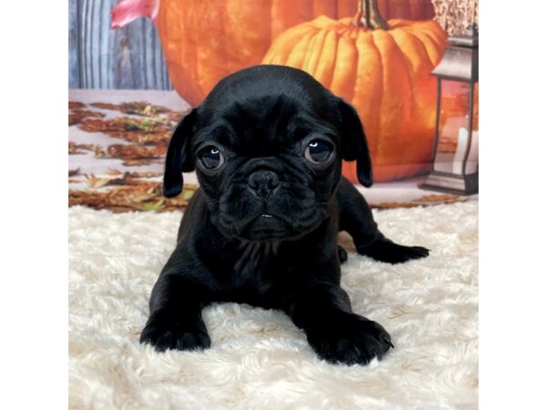 Pug DOG Female Black 9071 Petland Athens, OH