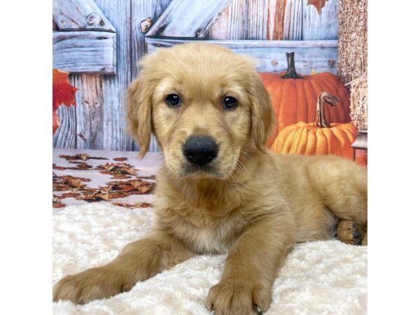 Golden Retriever DOG Male Golden 9070 Petland Athens, OH