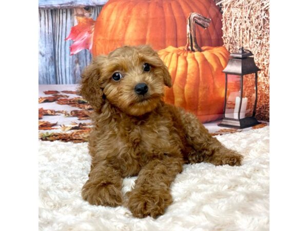 Goldendoodle Mini 2nd Gen-DOG-Female-Red-9069-Petland Athens, OH