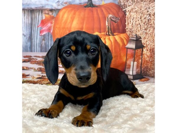 Dachshund DOG Male Black / Tan 9068 Petland Athens, OH