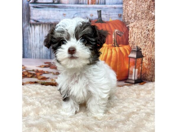 Yorkiepoo DOG Male Brown / White 8675311 Petland Athens, OH