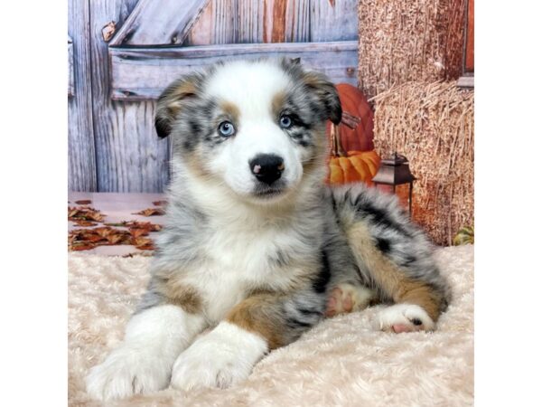 Australian Shepherd-DOG-Male-Blue Merle-8675310-Petland Athens, OH