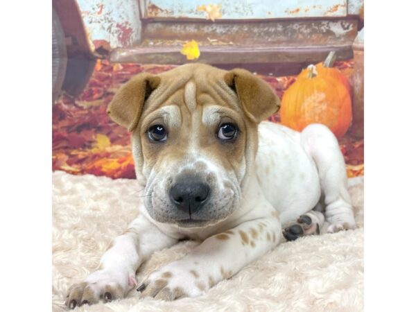 Sharpeagle-DOG-Male-Fawn / White-9074-Petland Athens, OH