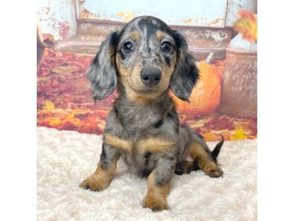 Dachshund DOG Female Black / Tan 9081 Petland Athens, OH