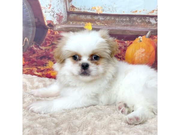 Pekingese DOG Male Fawn / White 9082 Petland Athens, OH